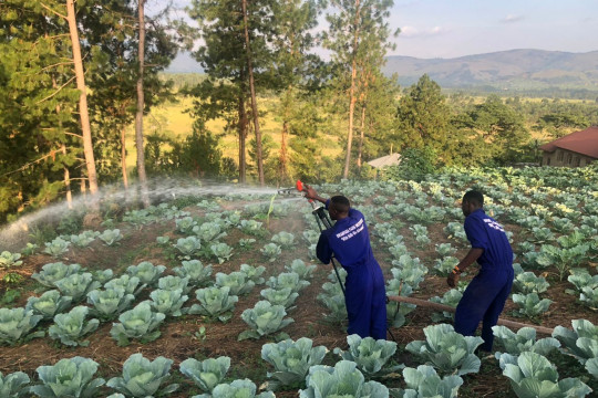 IRRIGATION